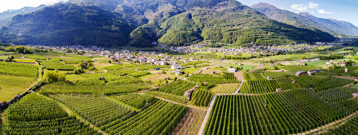 Scenic view of agricultural field