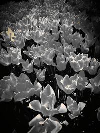 High angle view of white flowering plant