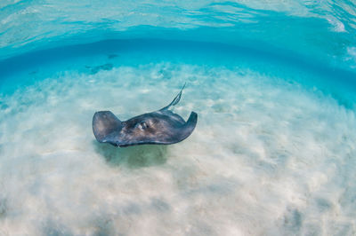 Stingray swimming over sand