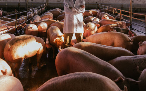 High angle view of pigs on cage 