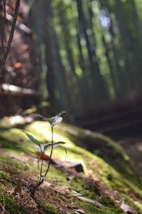 Close-up of plant in forest