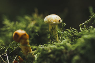 Tiny arachnid on the cap of a small mushroom