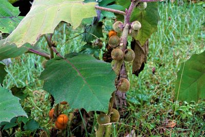 Close-up of fruits growing in vineyard