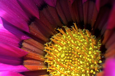 Macro shot of pink flower