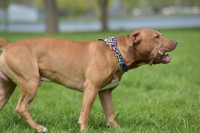 Dog looking away on field