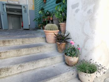 Potted plant outside house