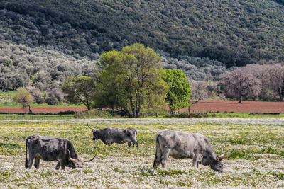 Horses in pasture