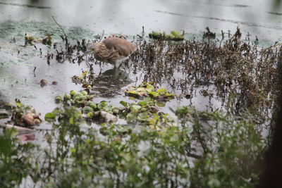 Heron in lake