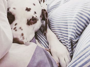 Close-up of dalmatian resting on bed