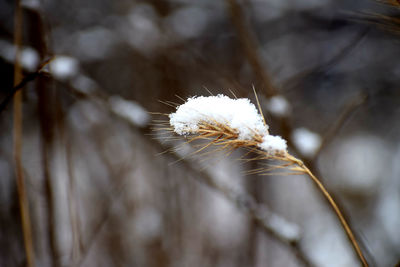 Close-up of snow on plant