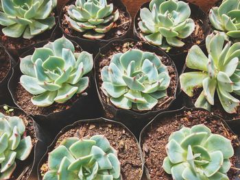 High angle view of succulent plant