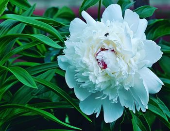 Close-up of white flowering plant