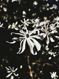 Close-up of white flowering plant