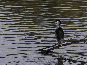 High angle view of bird in lake