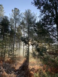 Low angle view of trees in forest