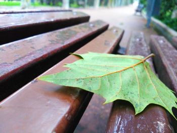 Close-up of fresh green leaf