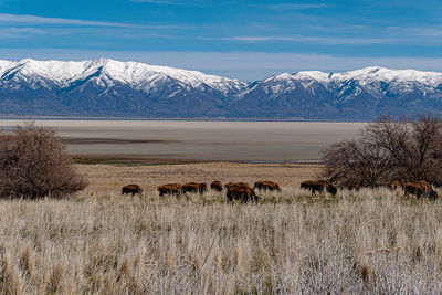 Scenic view of field against mountain