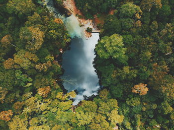 High angle view of trees and plants in forest