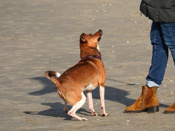 Low section of person with dog on floor