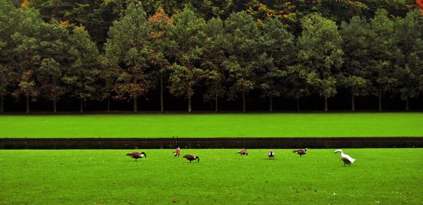 Scenic view of agricultural field