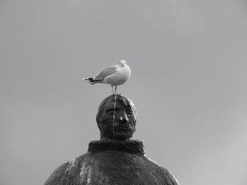 Low angle view of seagull perching on statue against sky