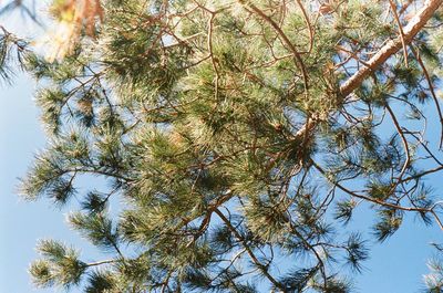 Low angle view of pine tree against sky