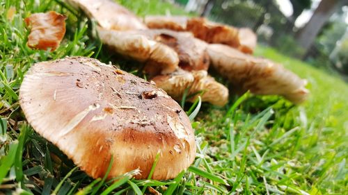 Close-up of mushrooms growing on field
