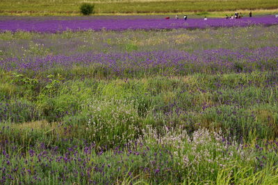 Purple flowers blooming on grassy field