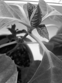 Close-up of flower blooming outdoors