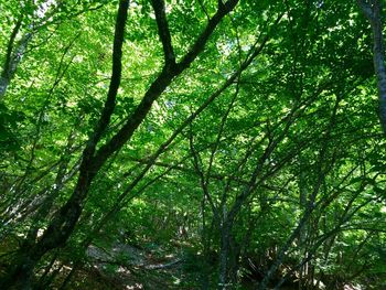 Low angle view of bamboo trees in forest