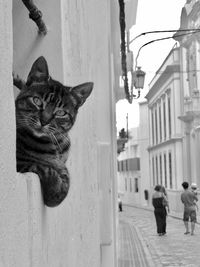 Cat on street amidst buildings in city