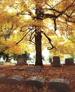 Autumn leaves on tree trunk