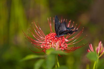 Close-up of butterfly pollinating on flower