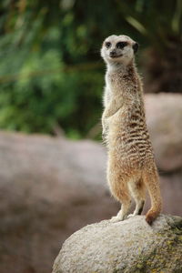 Close-up of meerkat standing on rock