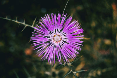 Detail of an isolated purple flower of galactites tomentosa centered in the picture