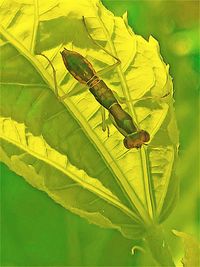 Close-up of insect on leaves