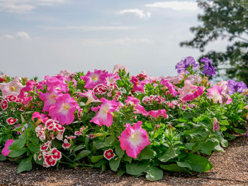 Close-up of pink flowering plants against sky