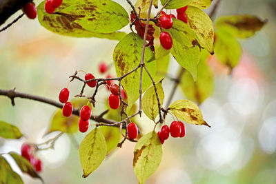 fruit