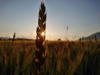 Close-up of plants on field against sky during sunset