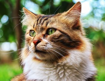 Close-up of a cat looking away