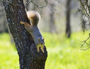 Squirrel on tree trunk