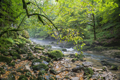 Scenic view of river in forest