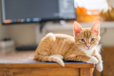 Portrait of cat sitting on table