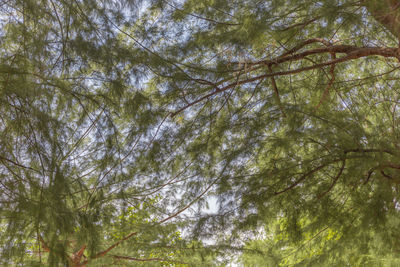 Low angle view of trees in forest