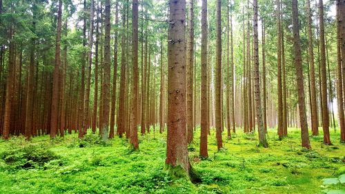 Trees in forest