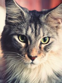 Close-up portrait of cat