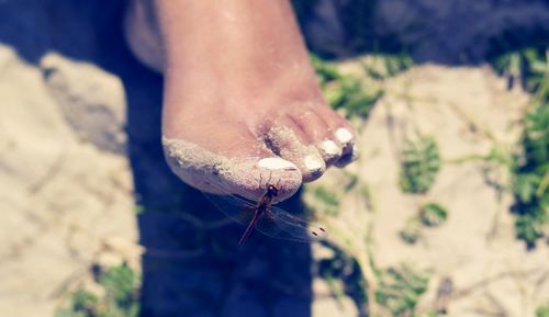 Close-up of dragonfly on woman foot at beach