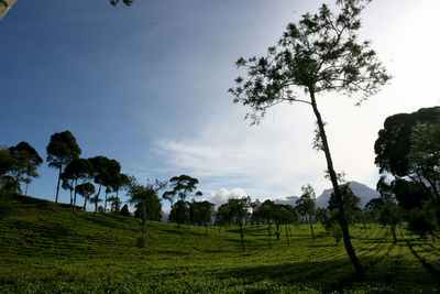 Trees on field against sky