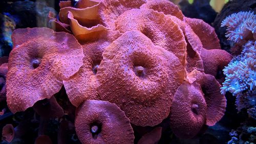 Close-up of coral in sea