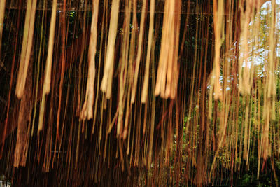 Full frame shot of bamboo plants in forest